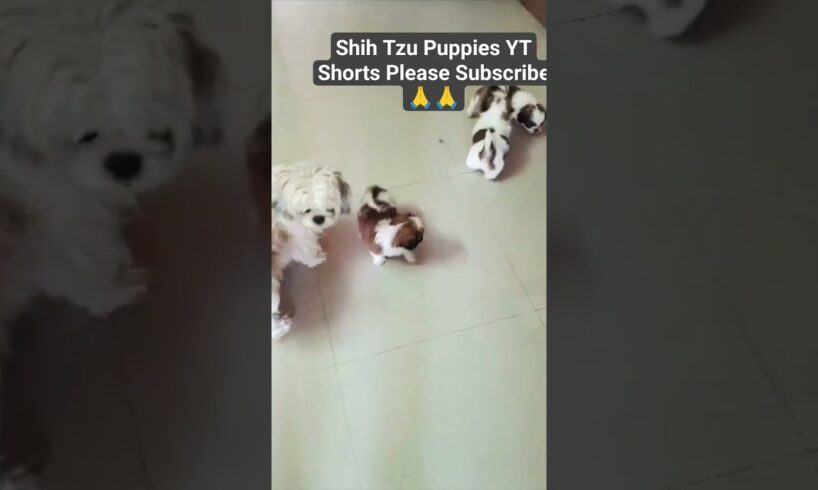 Mother Shih Tzu Playing with Her Cute Puppies YouTube Shorts #shorts #trending #viral #doglover #dog