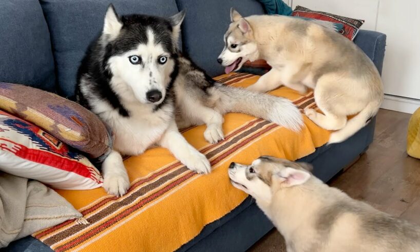 My Husky is Terrified of Running Away From Cute Puppies