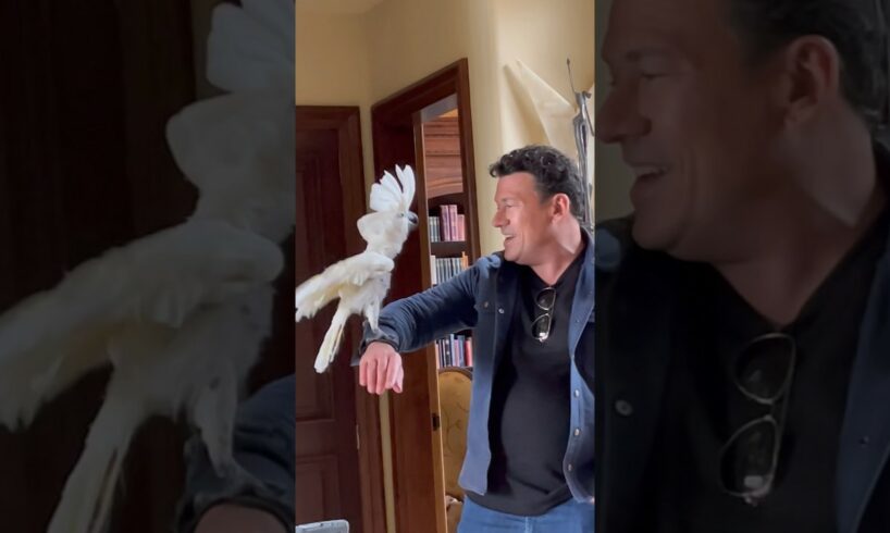 My parrot loves company! #cockatoo #parrot #cute #animals #youtubeshorts #funny