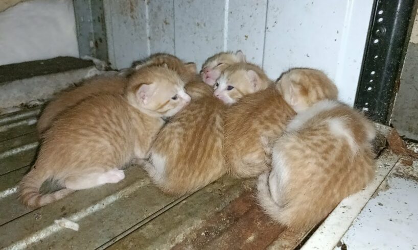 Newborn Kitten Rescued From Cockroach-Infested Oven / Poor Kittens Rescue From Abandoned Building