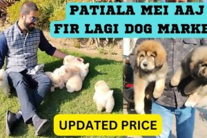 PATIALA DOG MARKET | BEST PUPPIES IN NEW RATES #patiala