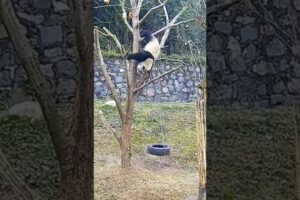 Pandas Falling out of trees 😅 Pandas Being clumsy || Animals of tiktok #shorts #panda #animals