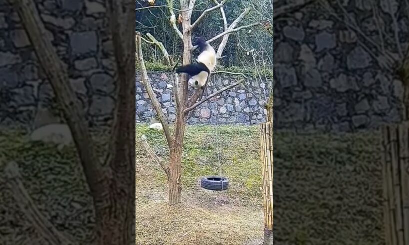 Pandas Falling out of trees 😅 Pandas Being clumsy || Animals of tiktok #shorts #panda #animals