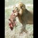 Paralyzed Lion Cub's Survival Struggle🦁😢#lioncub