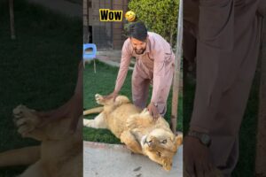 Playing with lions 🦁 #animalemotion 🦁 #lion #tiger #lionworld #lionlion #animals #tigerlion 🦁🦁🦁