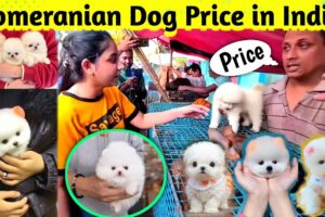 Pomeranian dog price in India 2024 | Teacup dog price in India | Cute Puppies Price in Kolkata #cute