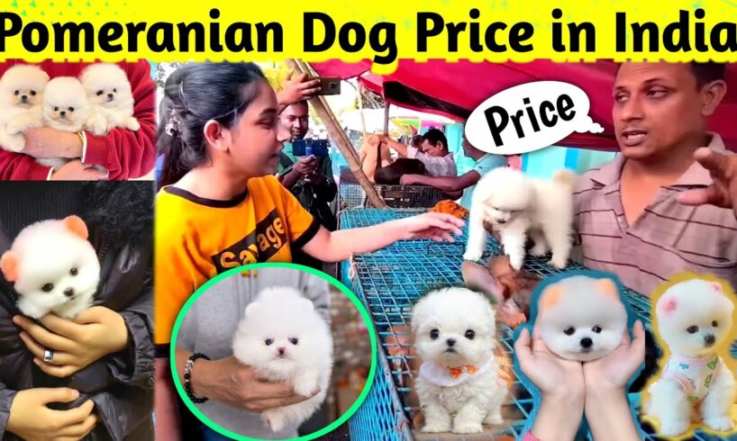 Pomeranian dog price in India 2024 | Teacup dog price in India | Cute Puppies Price in Kolkata #cute