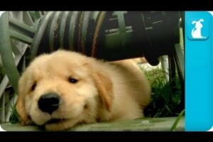 Puppy Love - Golden Retriever Puppies