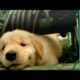 Puppy Love - Golden Retriever Puppies