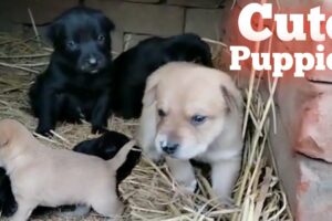 Puppy Video | Desi Cute Puppies Video  |Baby Dog|Small Dog Baby|Cute Puppies|kuta ka bachha
