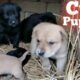Puppy Video | Desi Cute Puppies Video  |Baby Dog|Small Dog Baby|Cute Puppies|kuta ka bachha
