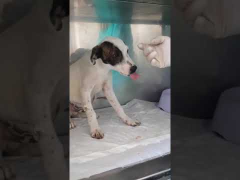 Puppy was hit by a car but is a fighter - Takis Shelter