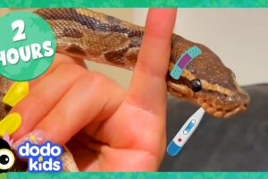 Python Bubble Bath And More Amazing Animal Stories! | Dodo Kids | 2 Hours Of Animals