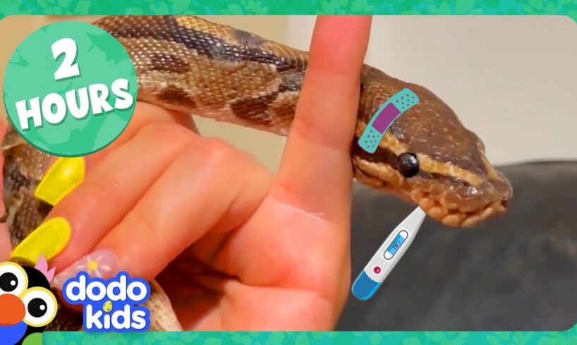 Python Bubble Bath And More Amazing Animal Stories! | Dodo Kids | 2 Hours Of Animals