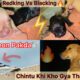 Redking Vs Blackking Cute Puppies Competition😍|| White Pigeon Ghar Ki Chat Par Aya🕊️