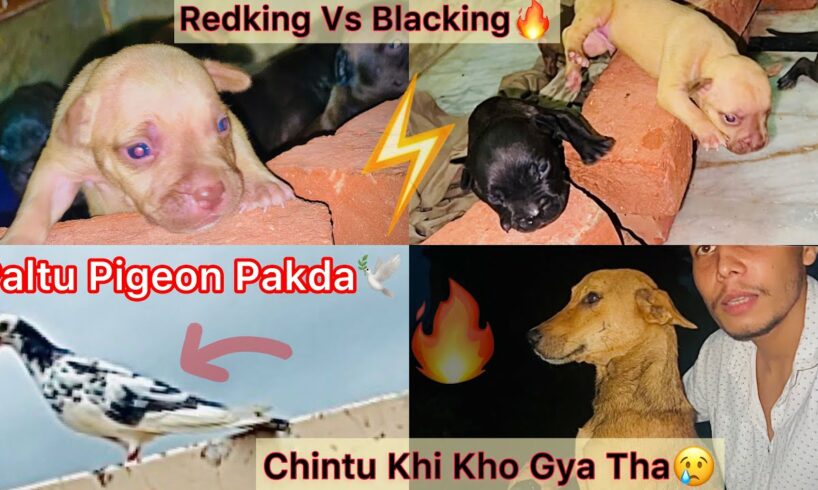 Redking Vs Blackking Cute Puppies Competition😍|| White Pigeon Ghar Ki Chat Par Aya🕊️