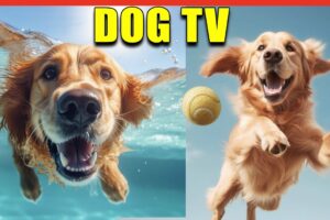 Relax Your Dog TV. Entertainment Virtual Dog TV with Calming Music. 12 Hours of Dog Videos for Dogs