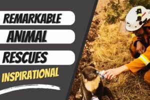 Remarkable Animal Rescues! Will Touch Your Heart! #fyp #viral