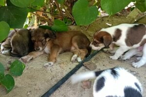 Rescue Stray Puppies From Bushes & Forests / Rescue Stray Puppies /Rescue Five Abandoned Puppies