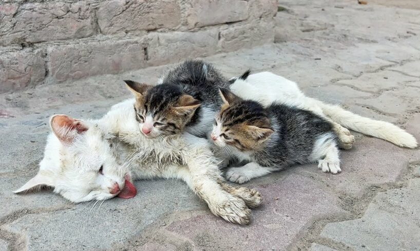 Rescue abandoned kitten saying to their mama cat "Mama, it's me! Why are you not recognizing me!"