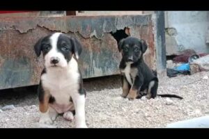 Rescued Abandoned Puppies Found in a Storage Space /Stray Puppies Rescue/Abandoned Puppies Rescue