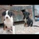 Rescued Abandoned Puppies Found in a Storage Space /Stray Puppies Rescue/Abandoned Puppies Rescue