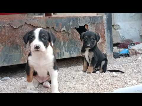 Rescued Abandoned Puppies Found in a Storage Space /Stray Puppies Rescue/Abandoned Puppies Rescue