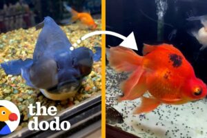Rescued Aquatic Animals Get A ‘Magical’ Glow-Up! | The Dodo