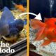 Rescued Aquatic Animals Get A ‘Magical’ Glow-Up! | The Dodo