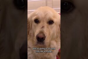 Rescued: Golden Retriever Abandoned as Owner Relocates Overseas | Animal Pet Rescues #shorts