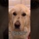 Rescued: Golden Retriever Abandoned as Owner Relocates Overseas | Animal Pet Rescues #shorts
