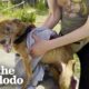 Rescued Three-legged Dog Completely Transforms Once He Is Safe | The Dodo