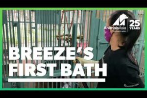 Rescued moon bear Breeze's first bath