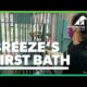 Rescued moon bear Breeze's first bath