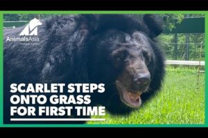 Rescued moon bear steps onto grass for first time in 20 years