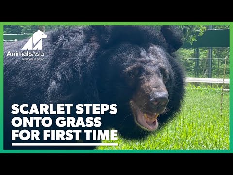 Rescued moon bear steps onto grass for first time in 20 years