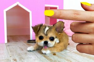 Rescued the smallest pet !! Building a NEW Amazing HOUSE for Pets
