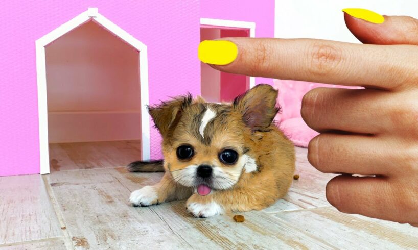 Rescued the smallest pet !! Building a NEW Amazing HOUSE for Pets