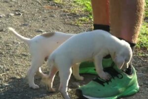 Running into some very cute puppies!