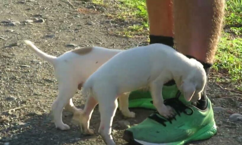 Running into some very cute puppies!