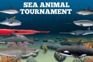 SEA ANIMAL TOURNAMENT - ANIMATION