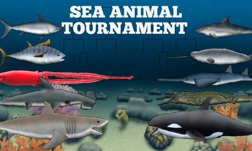 SEA ANIMAL TOURNAMENT - ANIMATION
