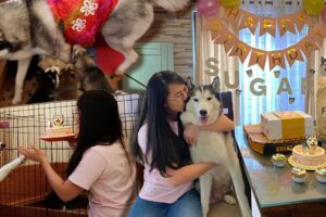 SUGAR'S 4TH BARKDAY CELEBRATION WITH HER CUTE PUPPIES