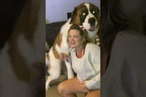 Saint Bernard rough housing his mama 😲 #shorts #funnyshorts #funnyvideo #dogshorts #funnydogvideo