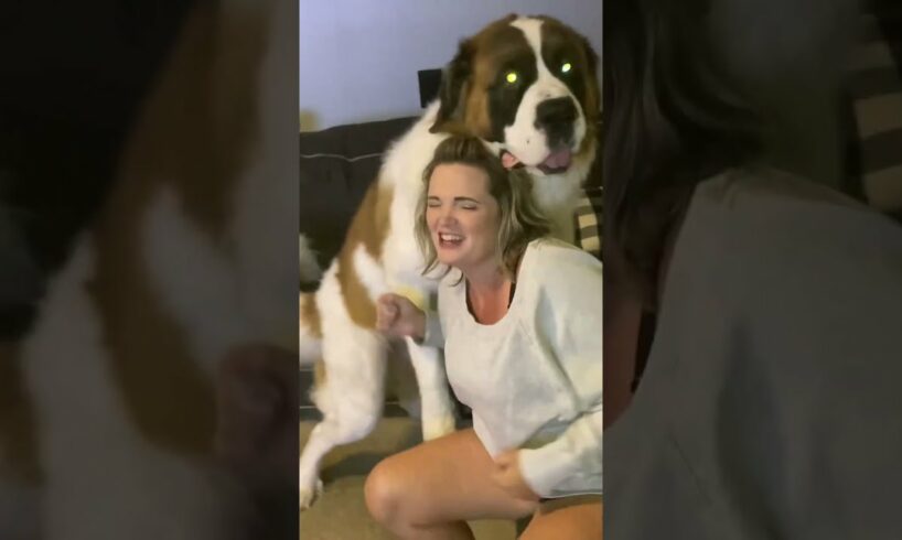 Saint Bernard rough housing his mama 😲 #shorts #funnyshorts #funnyvideo #dogshorts #funnydogvideo