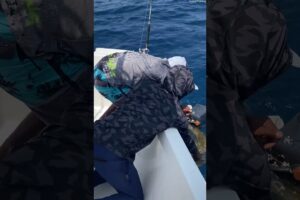 Saving A Tangled Sea Turtle 🐢 (🎥: Iruvai Fishing via ViralHog)