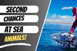 Second Chances! Heartwarming Animal Rescues Compilation! #fyp #viral