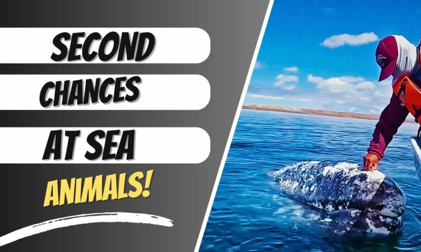 Second Chances! Heartwarming Animal Rescues Compilation! #fyp #viral