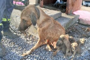 She begged for the puppies to be free and then breathed her last