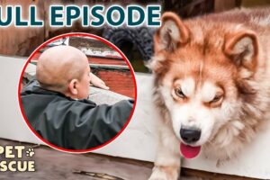 Should He Lose His Dog? Husky Owner Faces RSPCA Ultimatum | The Dog Rescuers - Season 2 Episode 11